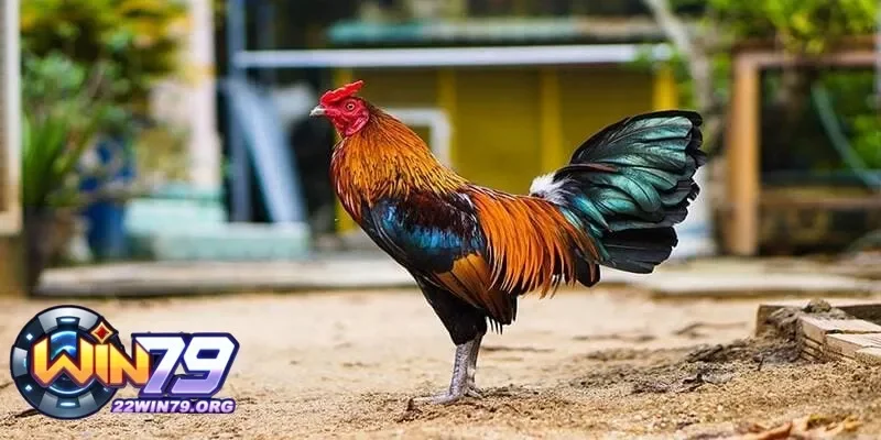 Các dấu hiệu gà thay lông bao lâu cần sự hỗ trợ thêm