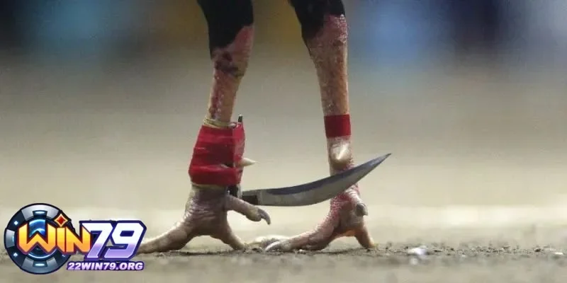 Cách thức thi đấu và đặc điểm nổi bật của đá gà cựa dao