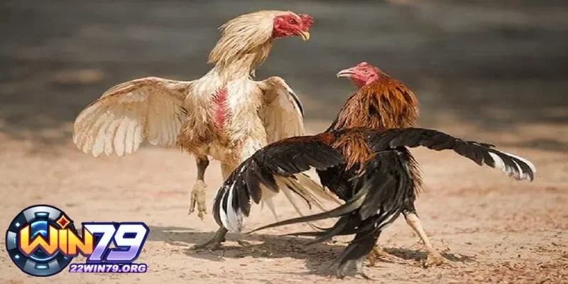 Tìm Hiểu Cách Trộn Thức Ăn Cho Gà Đá Hiệu Quả Nhất