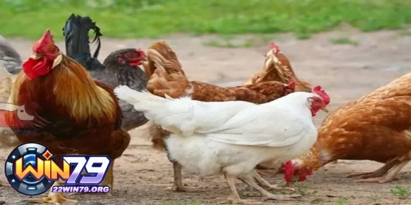 Dấu hiệu nhận biết gà bị sưng khớp chân và cách chăm sóc kịp thời