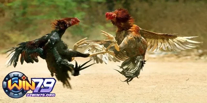 Giấy phép hoạt động luôn là điểm then chốt đá gà qua mạng lừa đảo