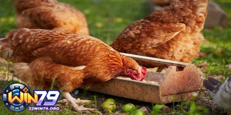 Lên kế hoạch cách trộn thức ăn cho gà đá theo từng giai đoạn