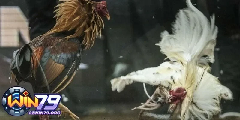 Sự hấp dẫn và tính cam go của đá gà cựa dao