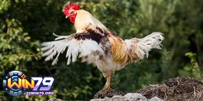 Thời gian gà thay lông bao lâu và cách chăm sóc trong quá trình này