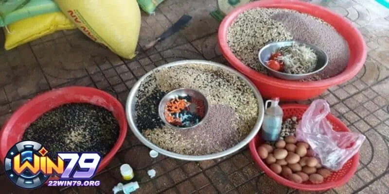 Thực phẩm bổ sung dành cho gà trước khi đá cho ăn gì